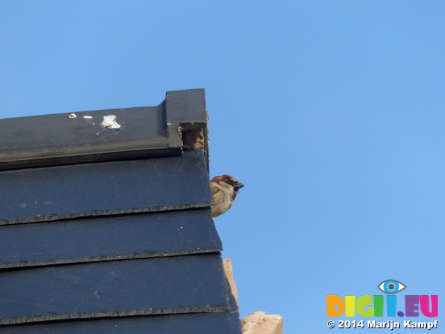 FZ003674 House Sparrow (Passer domesticus) underneath slate roof tiles